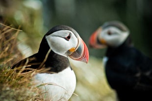 アイスランドで一番かわいい生き物、パフィン