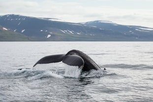 Une queue de baleine est photographiée lors d'une excursion d'observation des baleines au large des Fjords de l'Ouest.