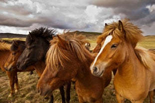 Icelandic horses have five gaits, more than any other breed around the world.