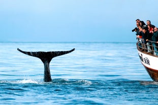 A diving humpback in the waters of north Iceland.