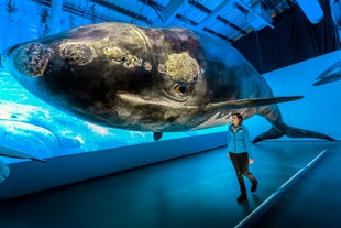 実物大のクジラの模型