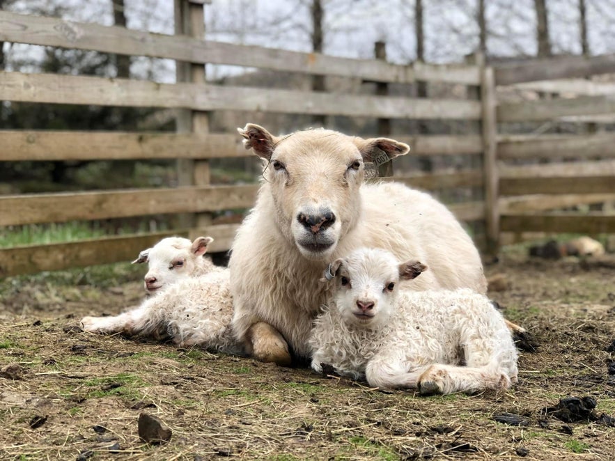 Meet all the animals at the Hradarstadir farm
