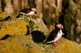 Two puffins hanging by the islands near Reykjavik.