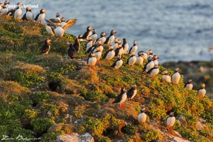 Un gruppo di pulcinella di mare si riunisce su una scogliera in Islanda.