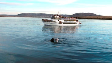 A whale tail is seen with a whale watching cruise boat in the background and people admiring the sight.
