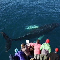 Visitors watch a humpback whale swim near a boat during a whale watching tour in Husavik, North Iceland.