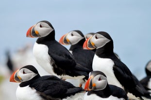 A group of Atlantic puffins gathered on a cliffside in Iceland, facing the ocean under a clear sky.