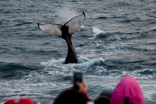 Tour di whale watching in partenza da Olafsvik nella penisola di Snaefellsnes