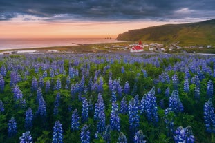 Lupiner blomstrer under en farverig himmel i landsbyen Vik i Sydisland med en kirke med rødt tag og havklipper i baggrunden.