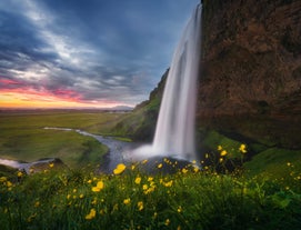 Seljalandsfoss waterfall in Iceland cascades over a cliff at sunset, surrounded by green fields and yellow flowers.
