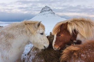 Icelandic horses nuzzling each other in snowy terrain with Kirkjufell Mountain in the background.