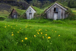 Traditional Icelandic turf-roofed houses surrounded by lush green fields and yellow dandelions.