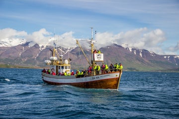 La Mejor Guía de Avistamiento de Ballenas en Islandia